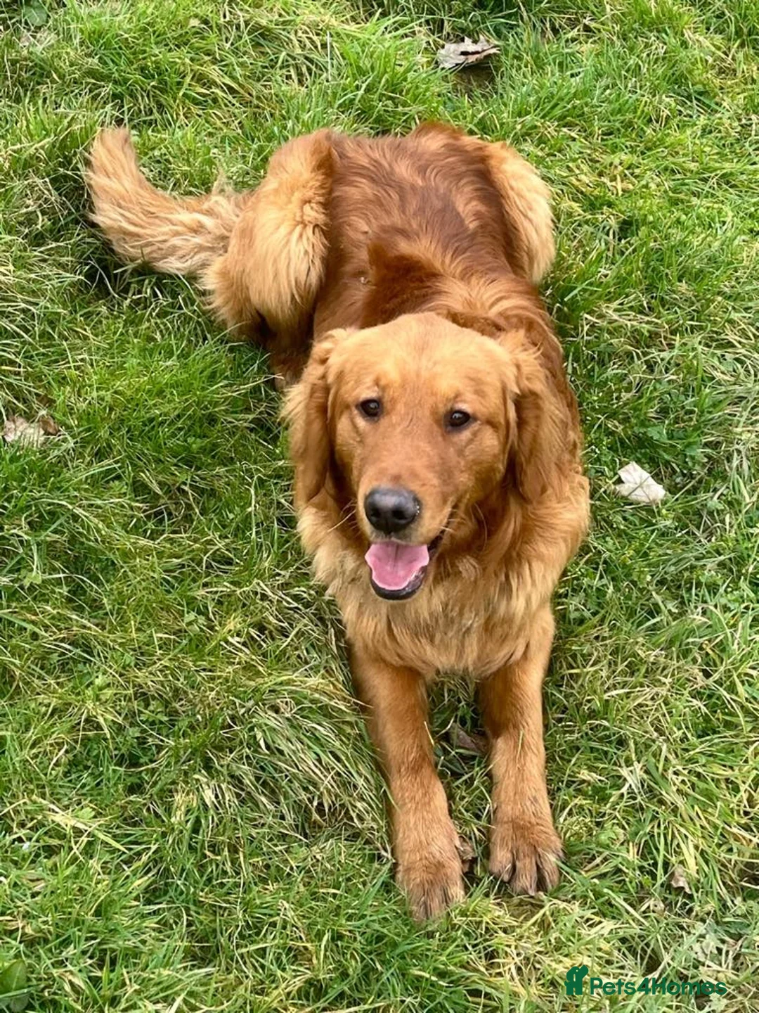 Golden Retriever dogs for sale: Fully Trained Golden Retriever x Border Collies - Advert 18