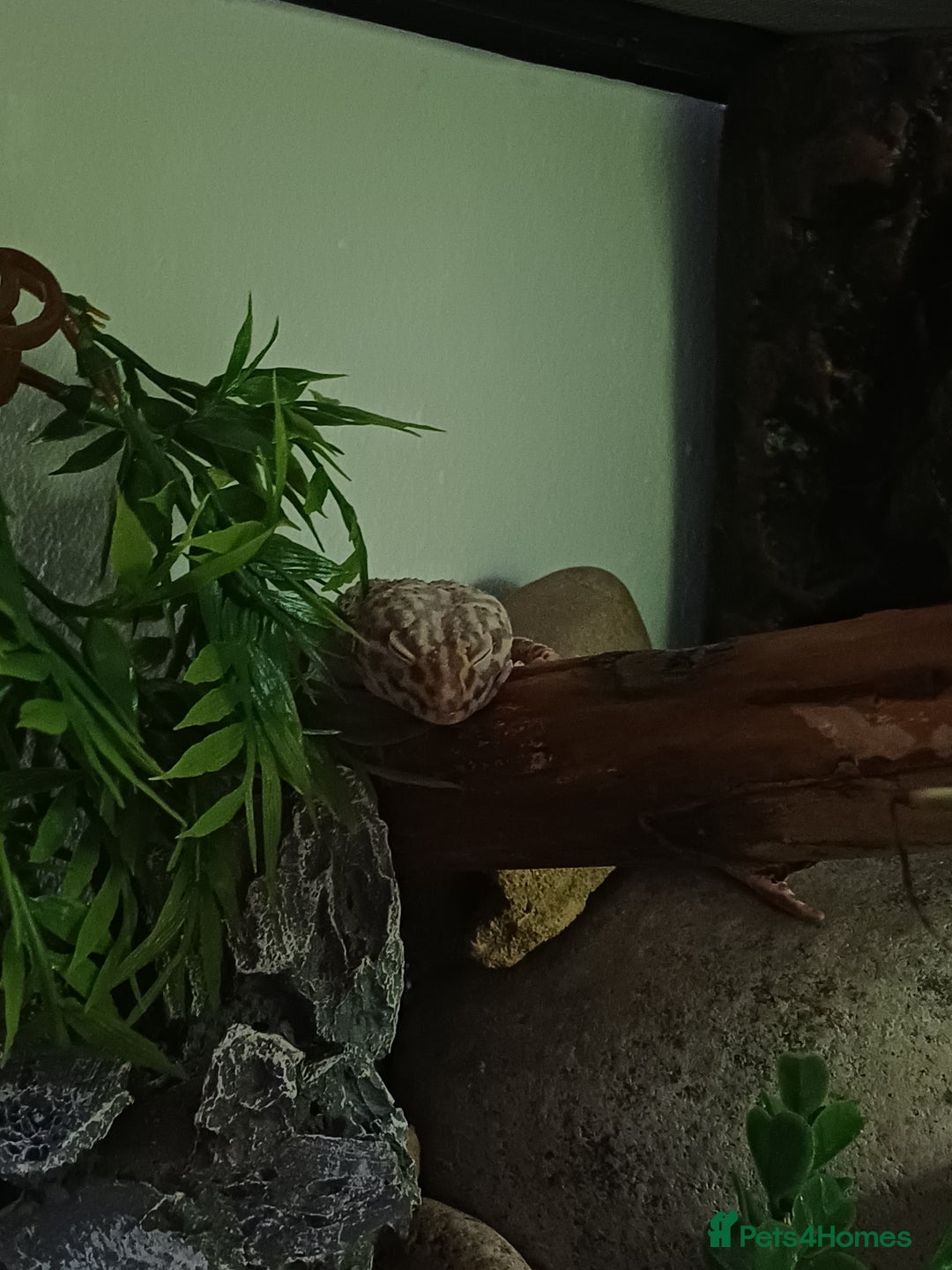 Leopard Gecko reptiles for sale: Female Leopard Gecko RESERVED - Advert 6