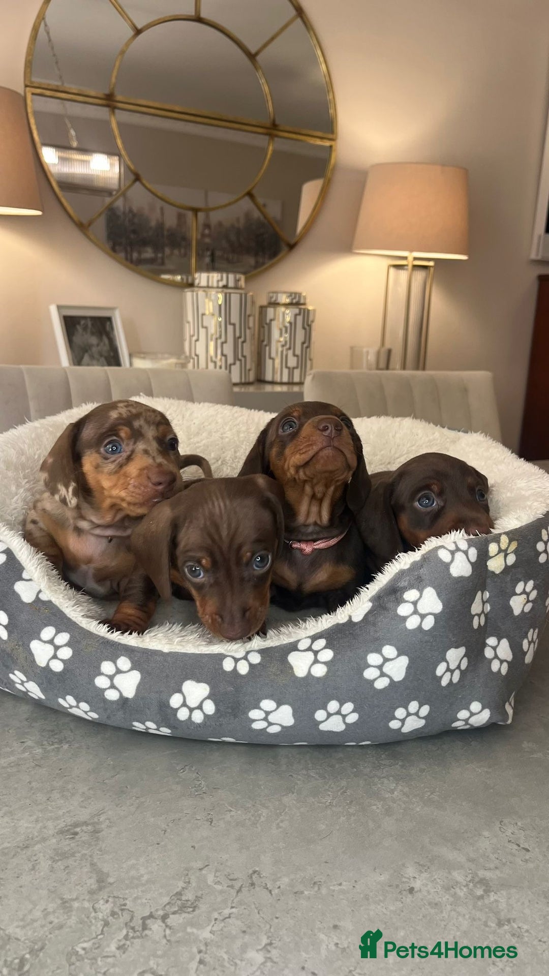 Miniature Dachshund dogs for sale: Ronnie Rocket - Stunning Last Remaining Girl PRA KC Mini Dachshund - Image 11