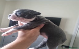 Boston Terrier dogs for sale: Last remaining Blue Boston girl - Image 21