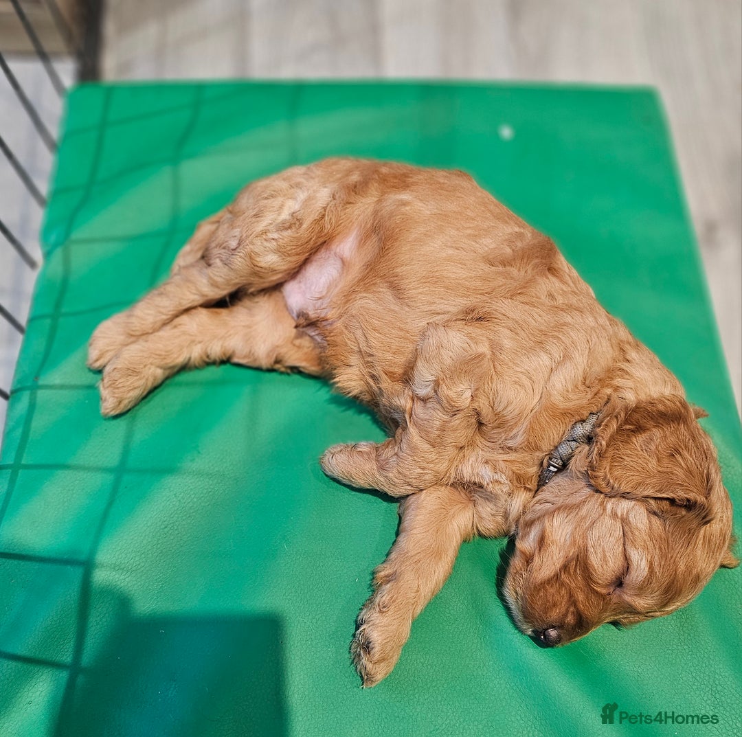 Mixed Breed dogs for sale: F2 Cockapoo's  - Image 10