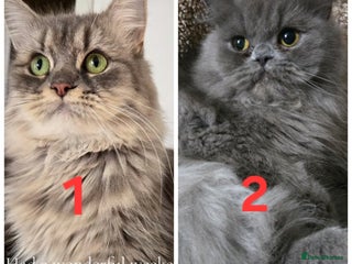 Persian cats - Advert 21