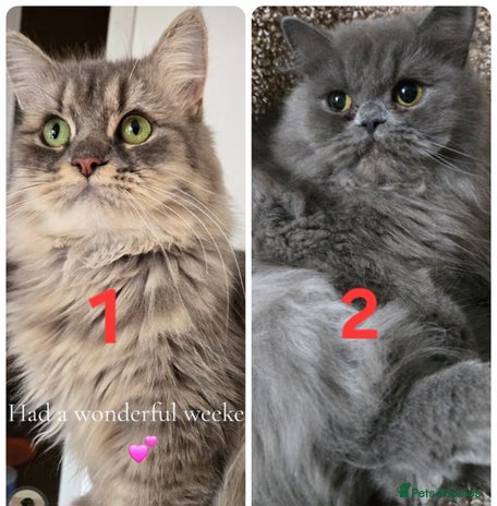 Persian cats - Advert 4