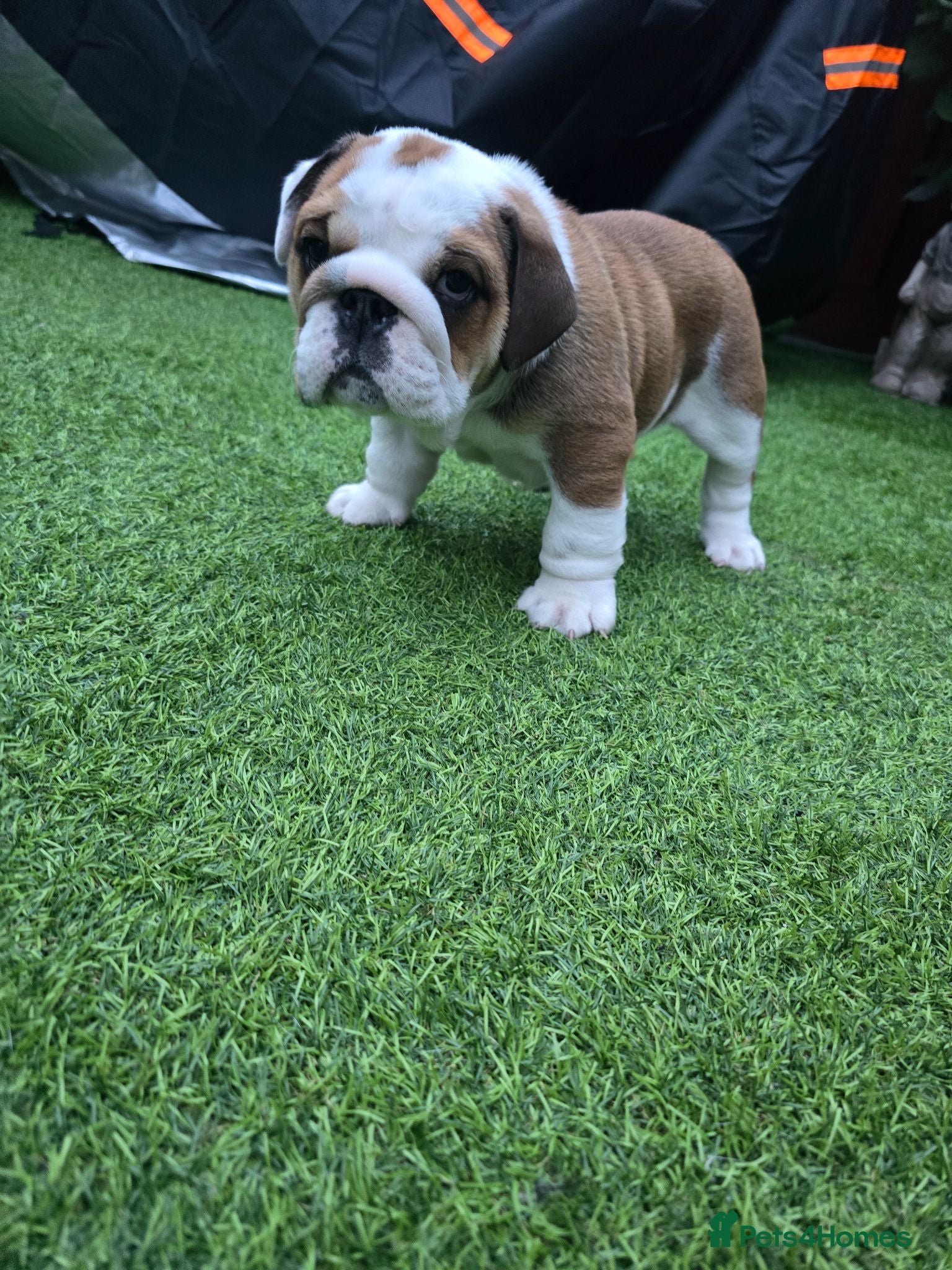 English Bulldog dogs 🐾 Beautiful KC Reg English Bulldog Puppies 🐶 - Advert 9