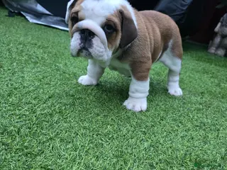 English Bulldog dogs 🐾 Beautiful KC Reg English Bulldog Puppies 🐶 - Advert 9