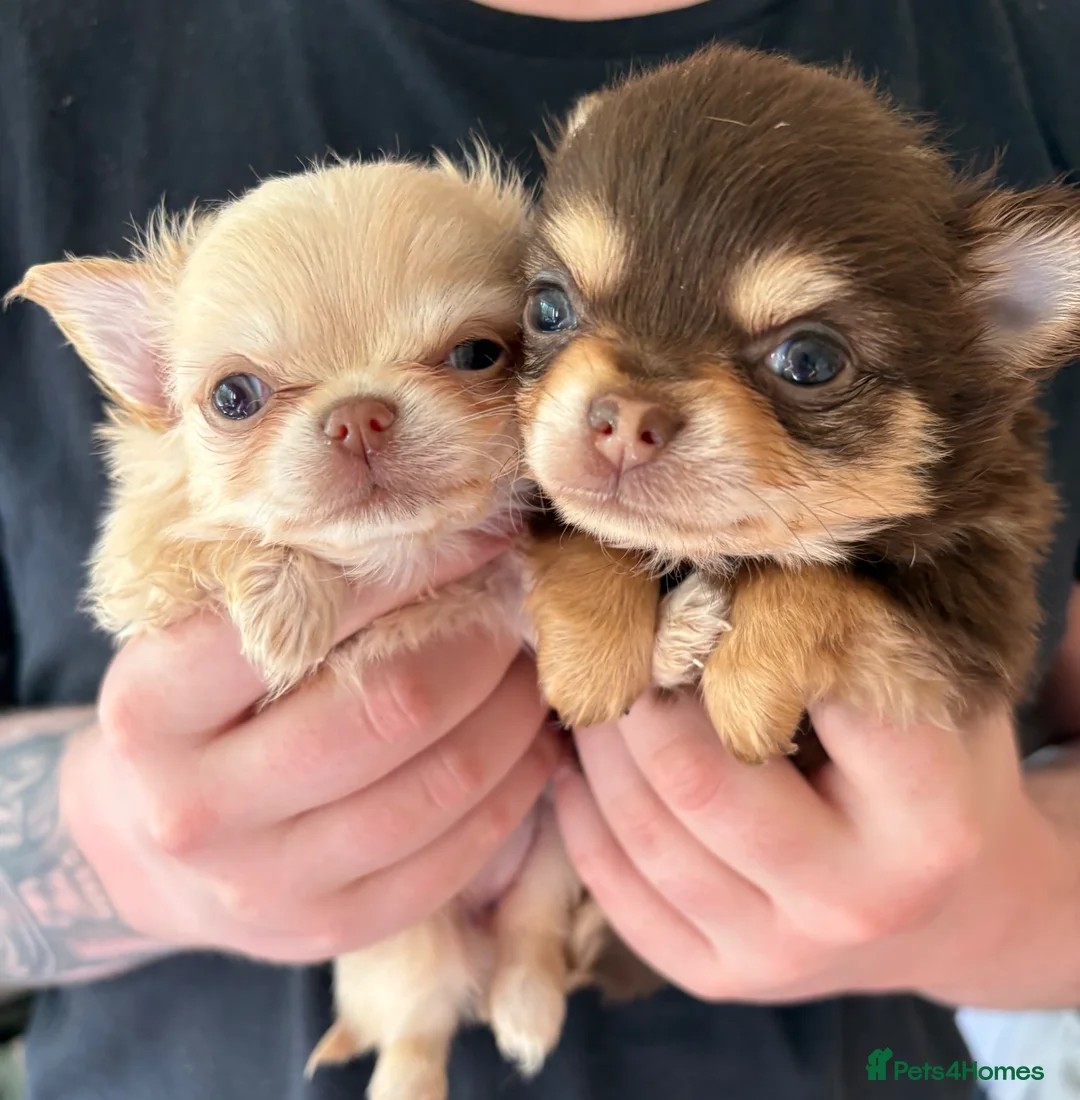 Chihuahua dogs for sale: Longhaired Chihuahua female pups - Advert 1
