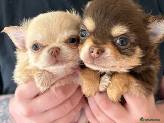 Chihuahua dogs Longhaired Chihuahua female pups - Advert 7