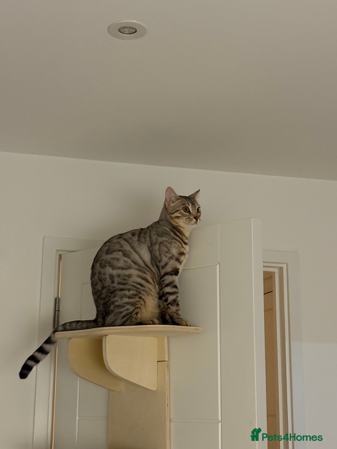 Bengal cats for sale: Loving Home Wanted for Male Bengal – Theo  - Advert 3