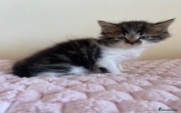 Maine Coon cats for sale: Maine Coon Cross Kittens  - Image 14