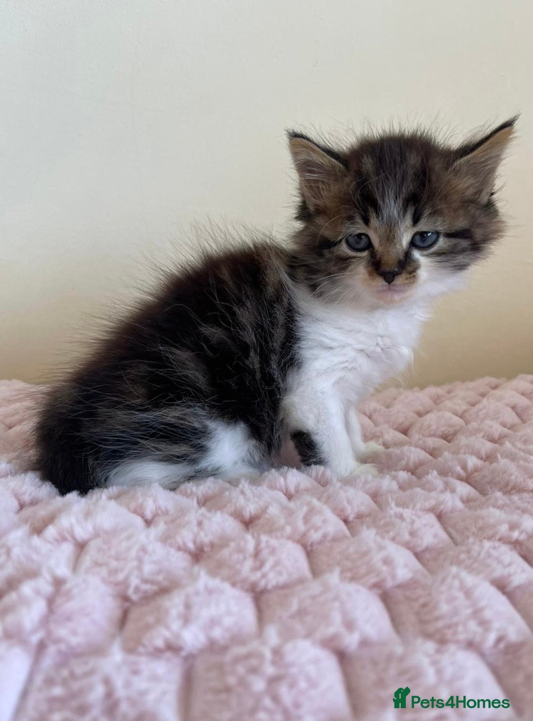 Maine Coon cats for sale: Maine Coon Cross Kittens  - Image 14