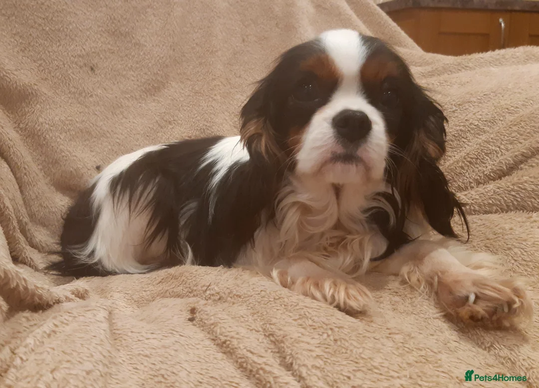 Cavalier King Charles Spaniel dogs for sale: Health tested KC cavaliers - Advert 2