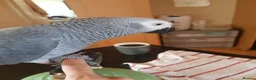 Parrots birds for sale: Tame African grey parrots in Cleckheaton - Advert 6