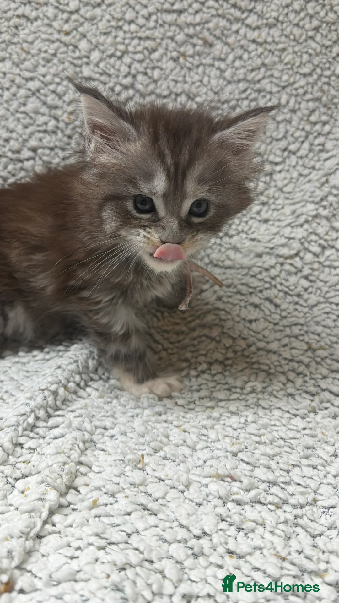 Maine Coon cats for sale: Beautiful maine coons - Advert 3