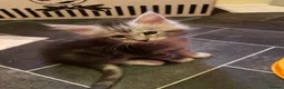 Maine Coon cats for sale: “Stunning” Maine Coon Kittens Ready to Leave Now - Advert 25