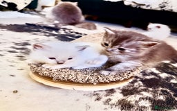 Ragdoll cats for sale: Beautiful Dolls  - Advert 3