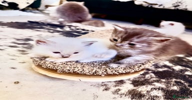 Ragdoll cats Beautiful Dolls  - Advert 2