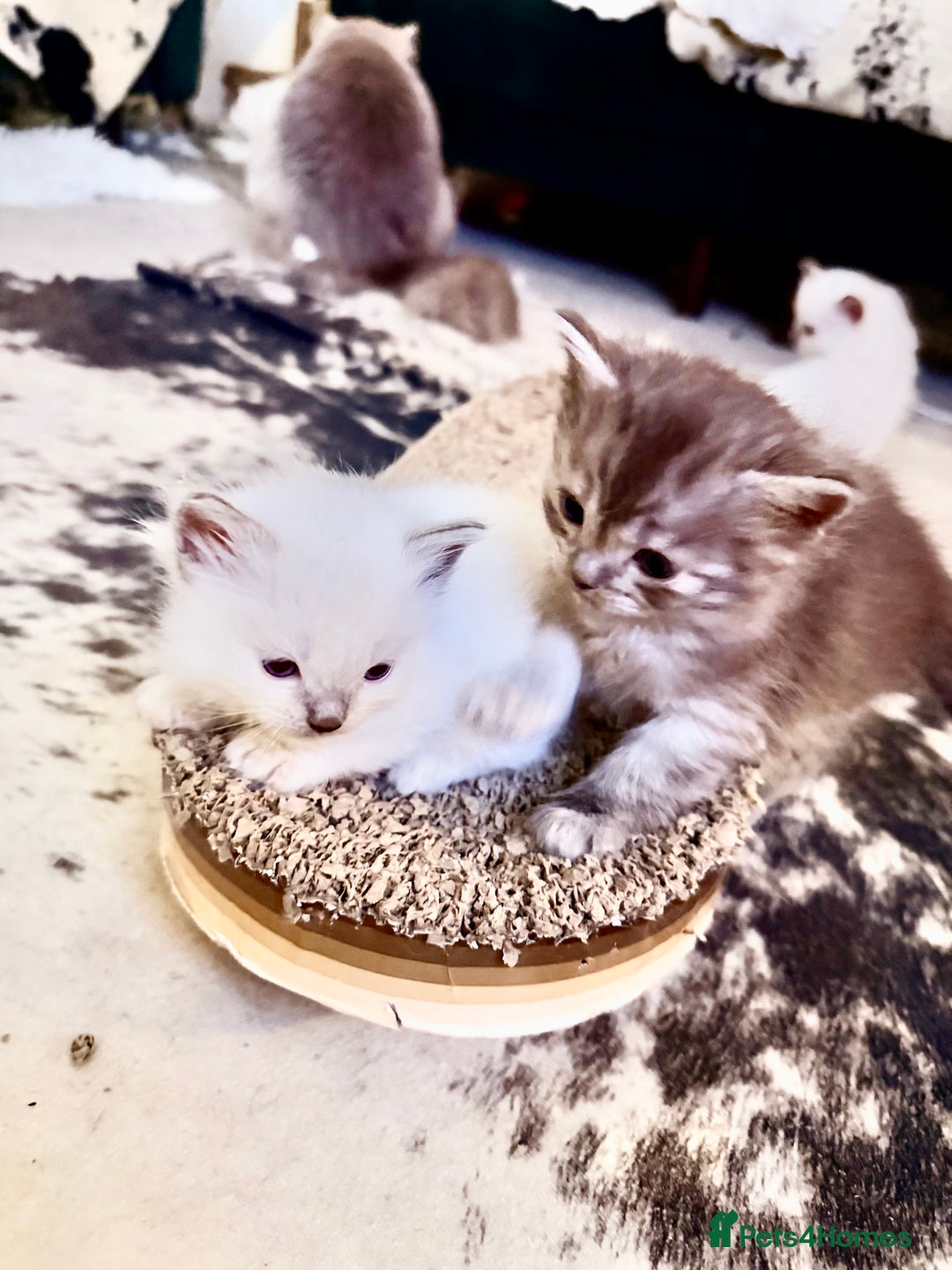 Ragdoll cats for sale: Beautiful Dolls  - Advert 3