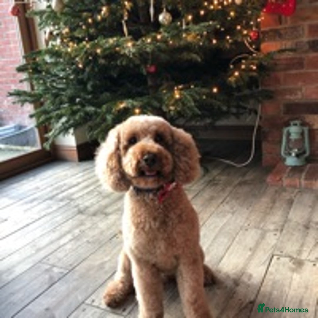 Cavapoo dogs for stud: KC miniature poodle for stud in Alford - Image 4