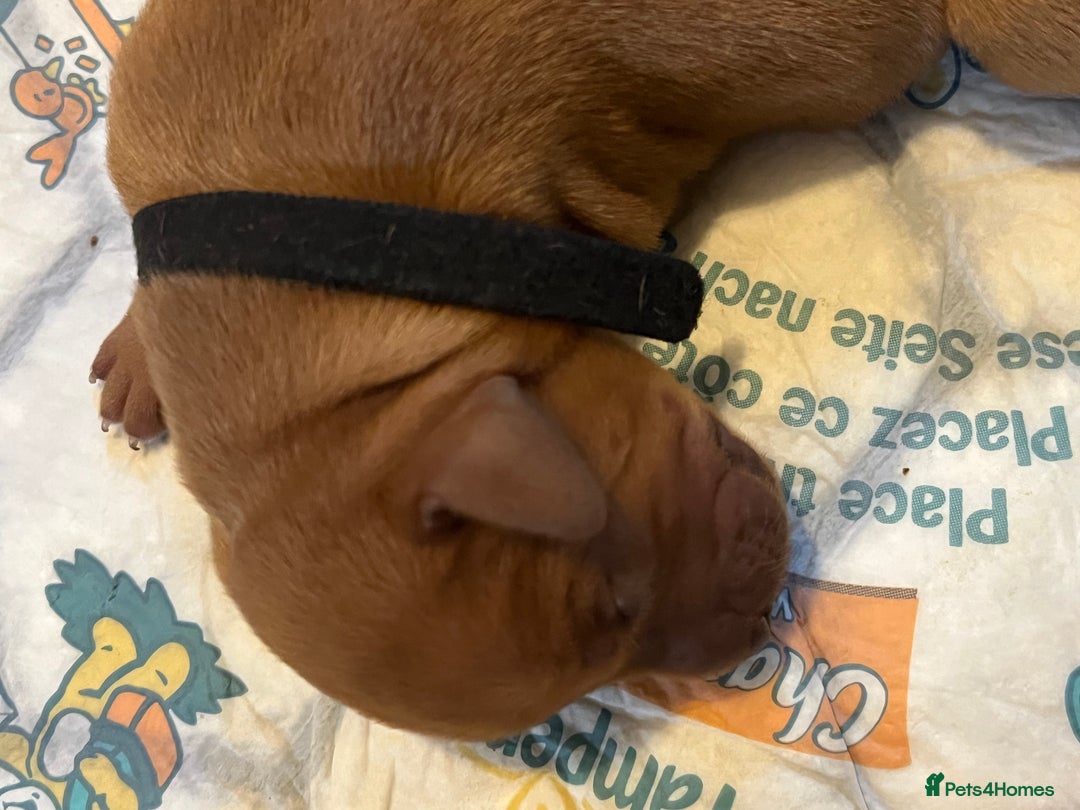 Mixed Breed dogs for sale: Vizslador puppies - Image 3