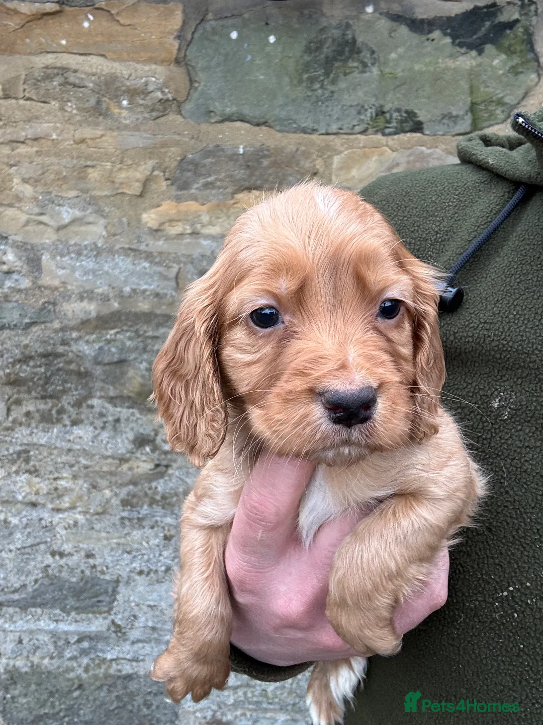Cocker Spaniel dogs for sale: KC Working Cocker Spaniels  - Advert 5