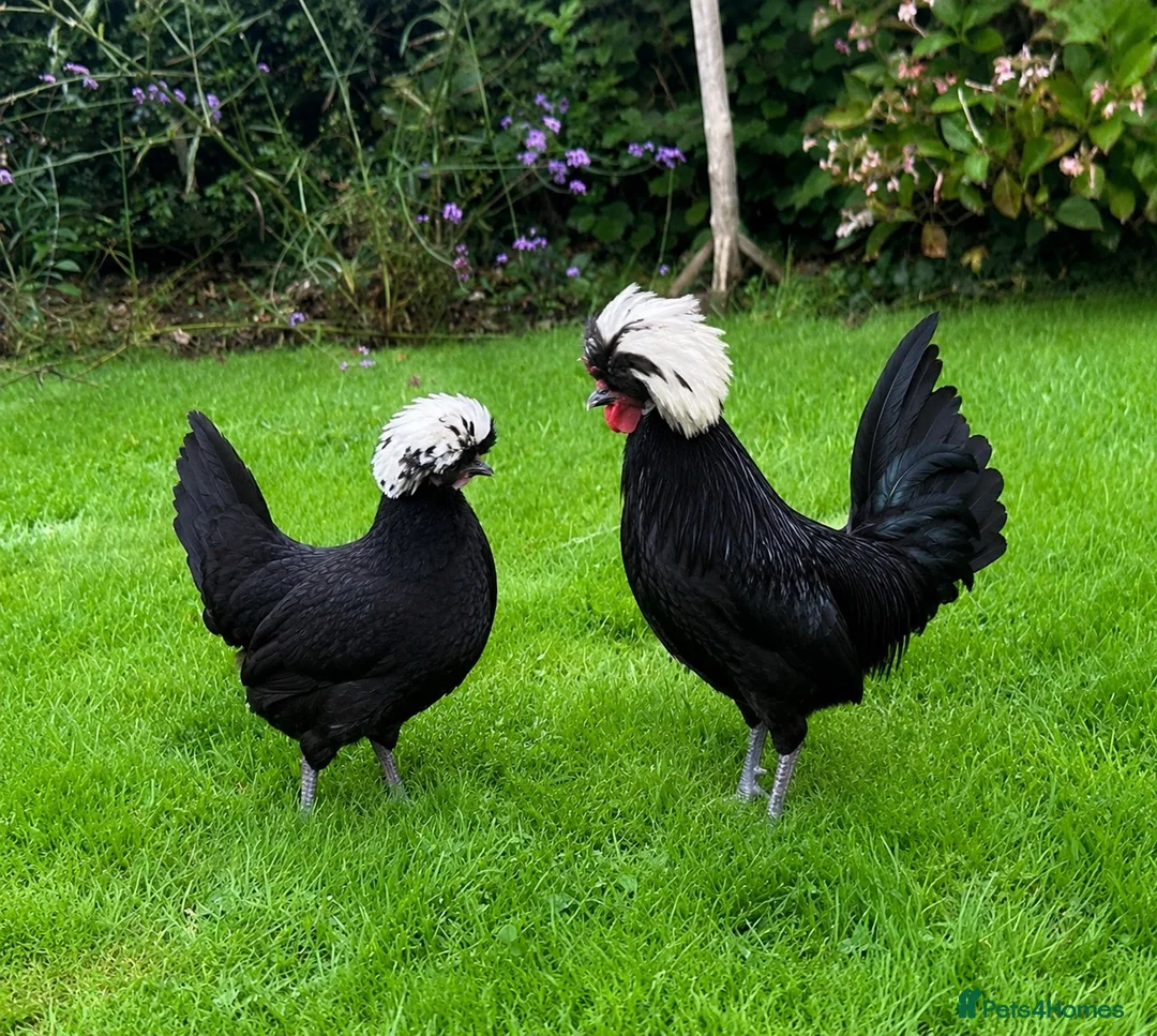Chickens poultry for sale: Bantams and Pekins For Sale - Advert 10