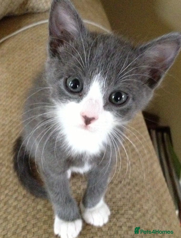 Mixed Breed cats Grey/white kitten (8 weeks old ) - Advert 10