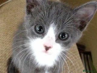 Mixed Breed cats Grey/white kitten (8 weeks old ) - Advert 2