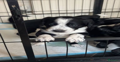 Mixed Breed dogs - Advert 14