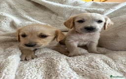 Golden Retriever dogs for sale: Golden retriever puppy Available 🐶🐾🦴  - Image 37