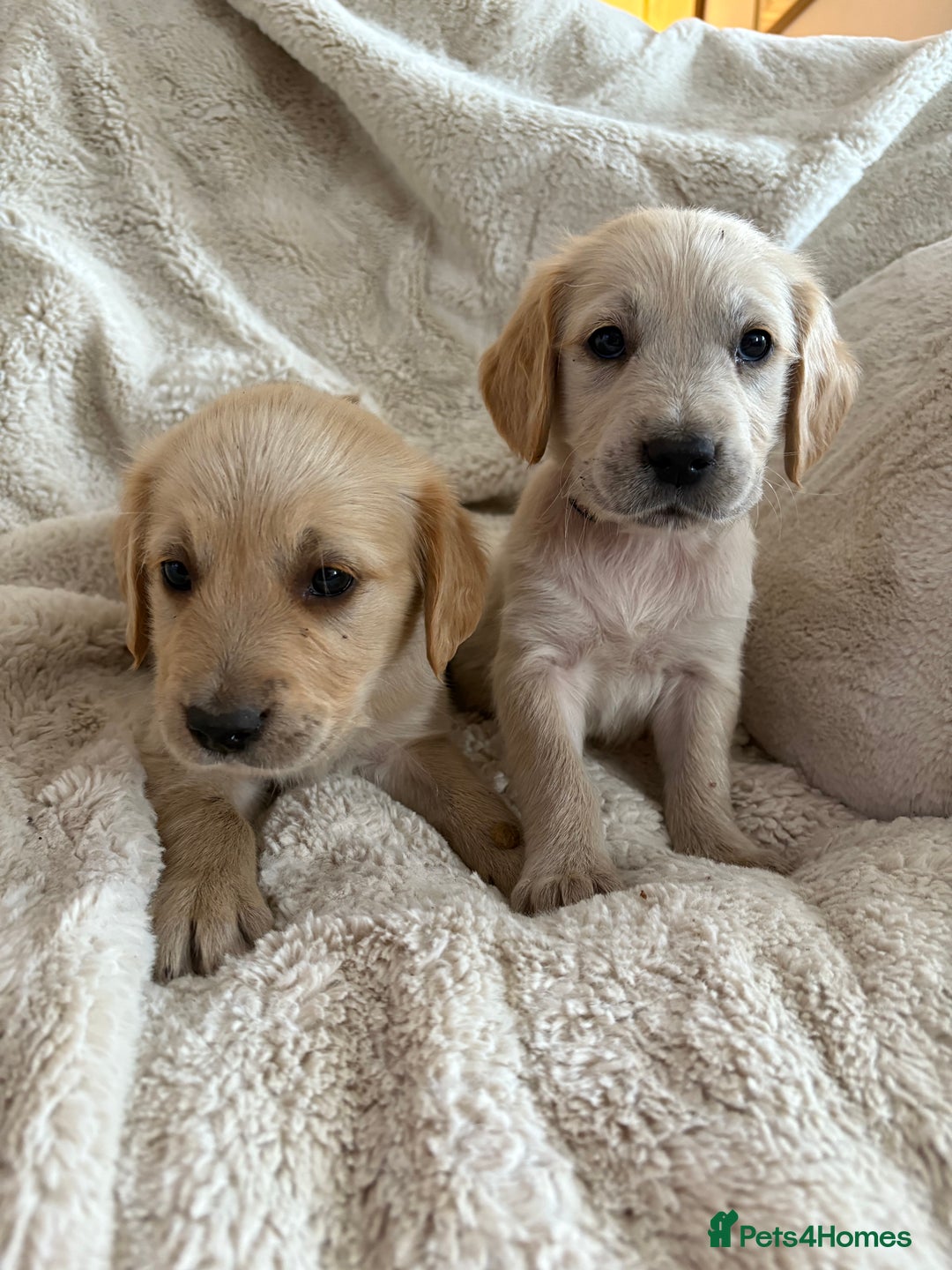 Golden Retriever dogs for sale: Golden retriever puppy Available 🐶🐾🦴  - Image 37