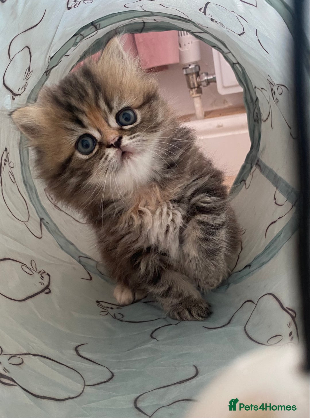 Persian cats for sale: Persian kitten still looking for her forever home  in Gateshead - Image 16