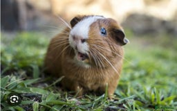 Guinea Pig rodents for sale: Guinea pig - Image 1
