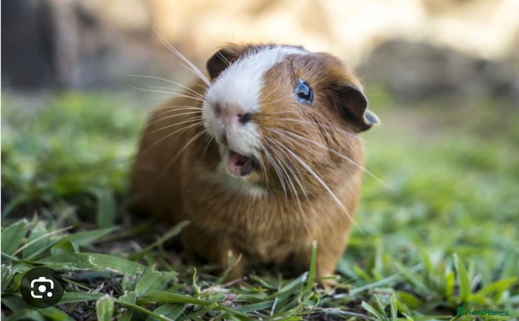 Guinea Pig rodents - Advert 1