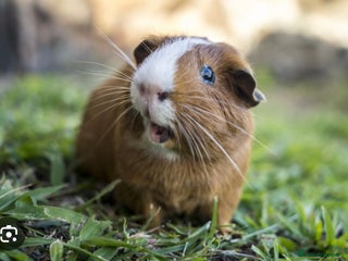 Guinea Pig rodents - Advert 17