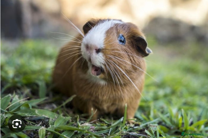 Guinea Pig rodents - Advert 13