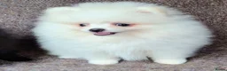 Pomeranian dogs for sale: Pom pupie girl with Kc reg , pedigree for sale - Advert 4