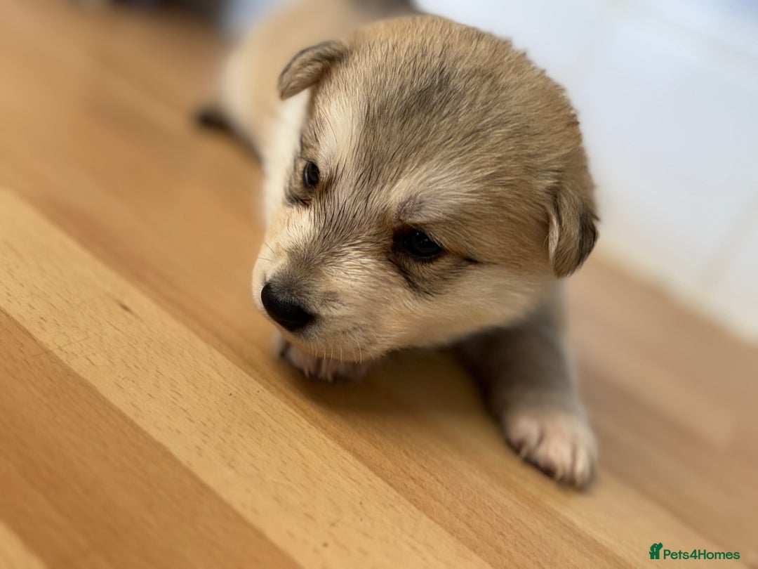 Shepsky dogs for sale: 7 beautiful Shepsky puppy’s available 🫶🏼 - Advert 21