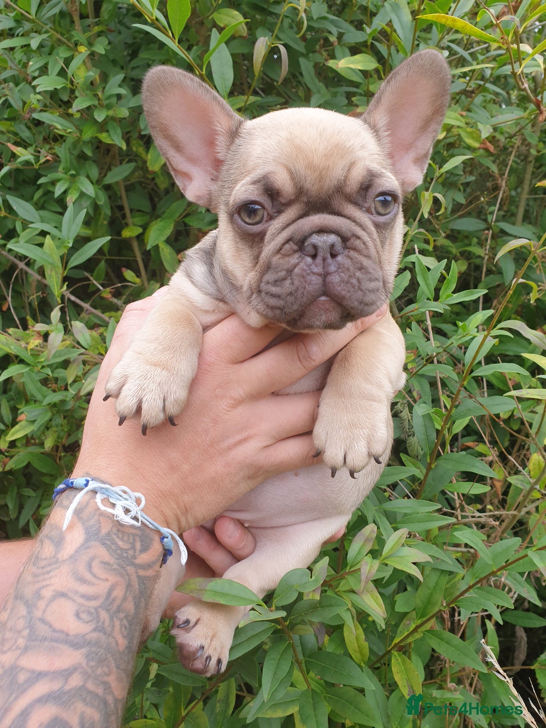 French Bulldog dogs for sale: 2 beautiful puppies available 😍  - Image 4