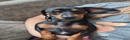 Miniature Dachshund dogs for sale: Bailey - Advert 2