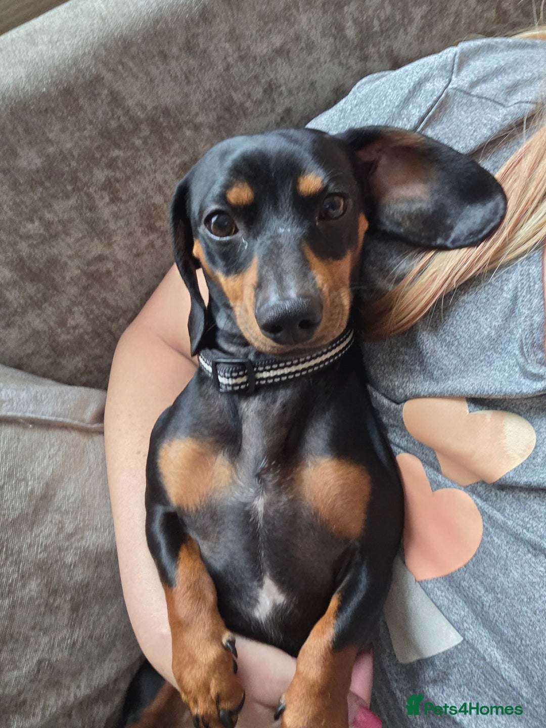 Miniature Dachshund dogs for sale: Bailey - Advert 2