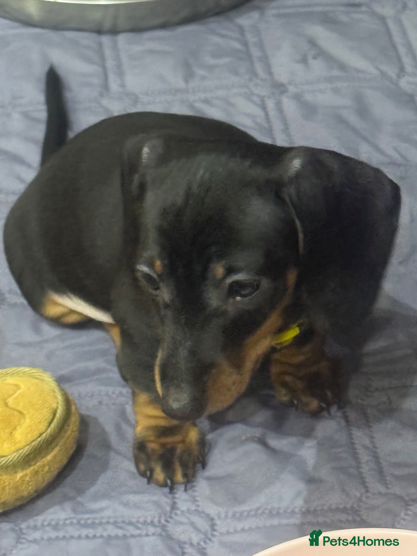 Dachshund dogs 1 beautiful boy dachshund  - Advert 2