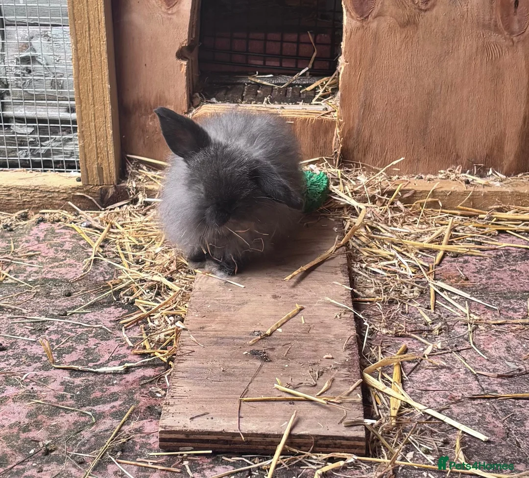 Mini Lop rabbits for sale: 2 male mini lop rabbits  - Advert 2