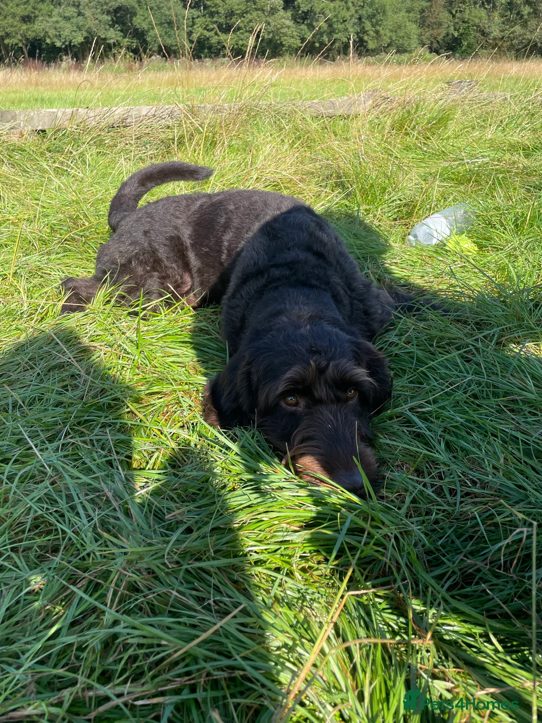 Labradoodle dogs for stud: F1 Labradoodle Stud - Proven in Maidstone - Advert 4