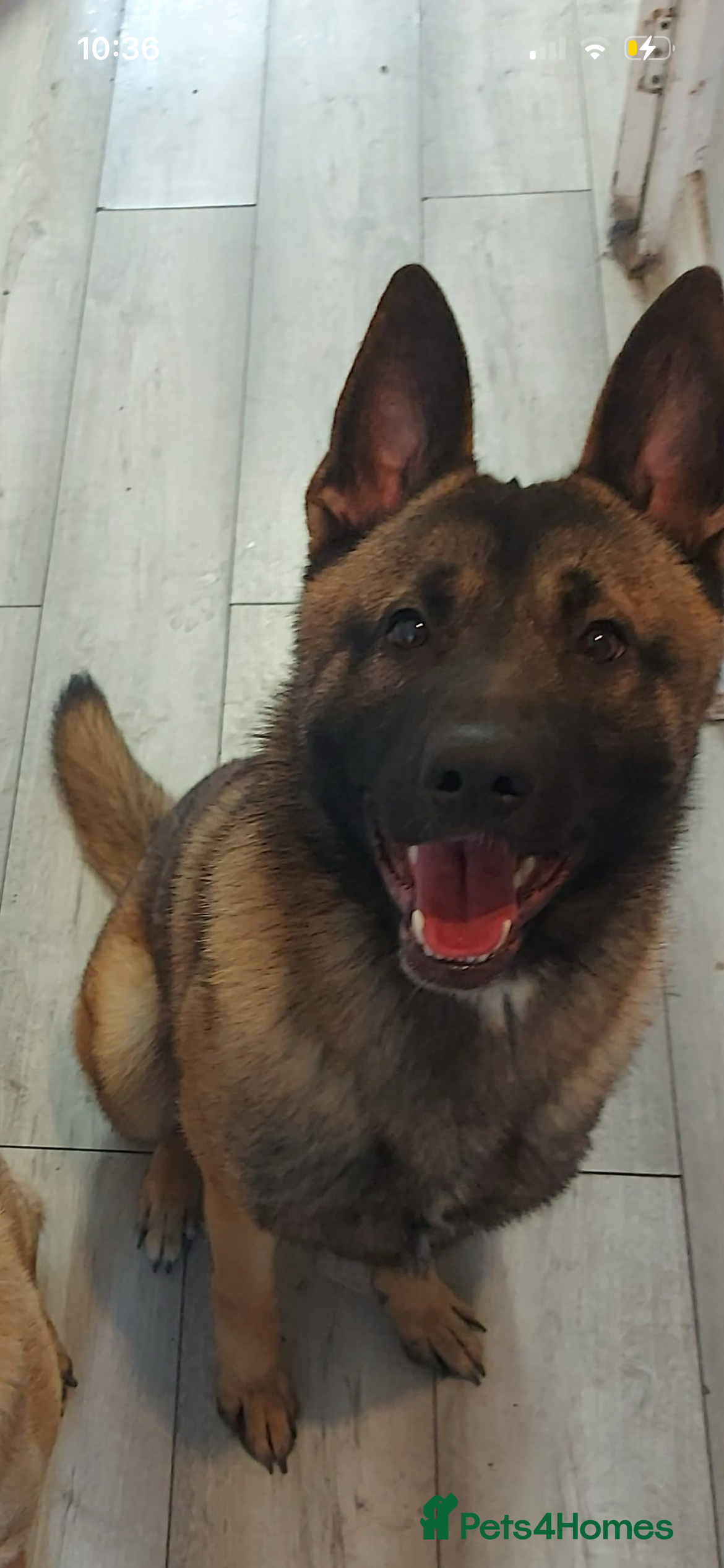 Mixed Breed dogs Belgium malanois/husky - Advert 1