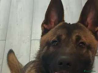 Mixed Breed dogs Belgium malanois/husky - Advert 1