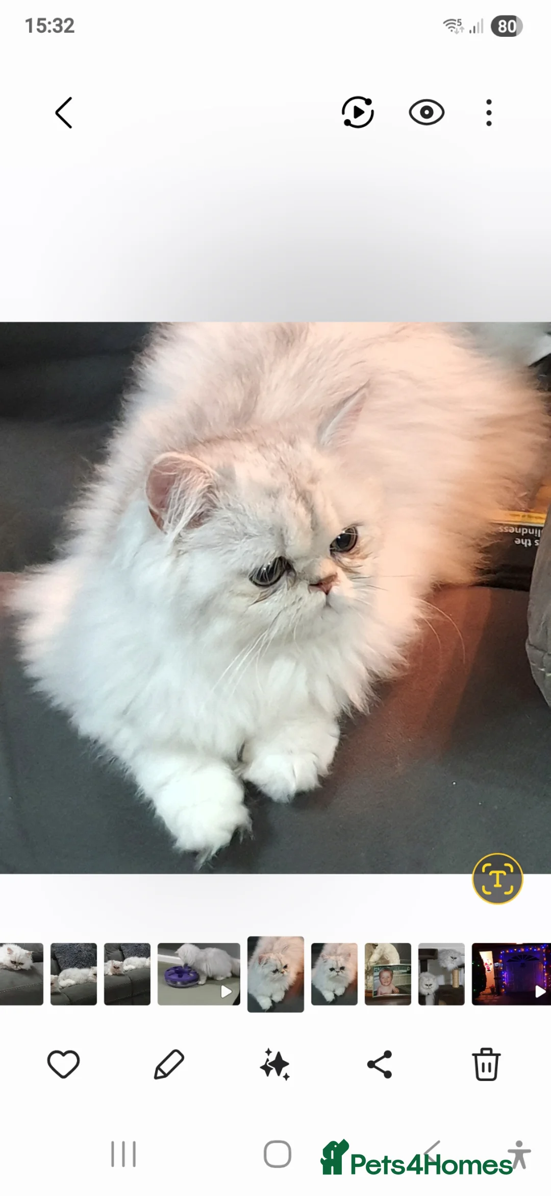 Persian cats for stud: Chinchilla Persian - Advert 2