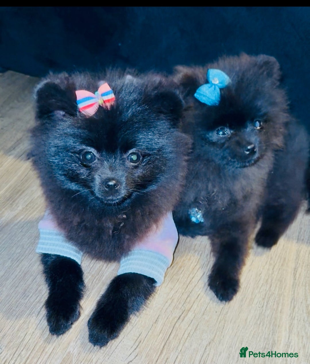 Pomeranian dogs for sale: Beautiful Pomeranians for sale  - Advert 2
