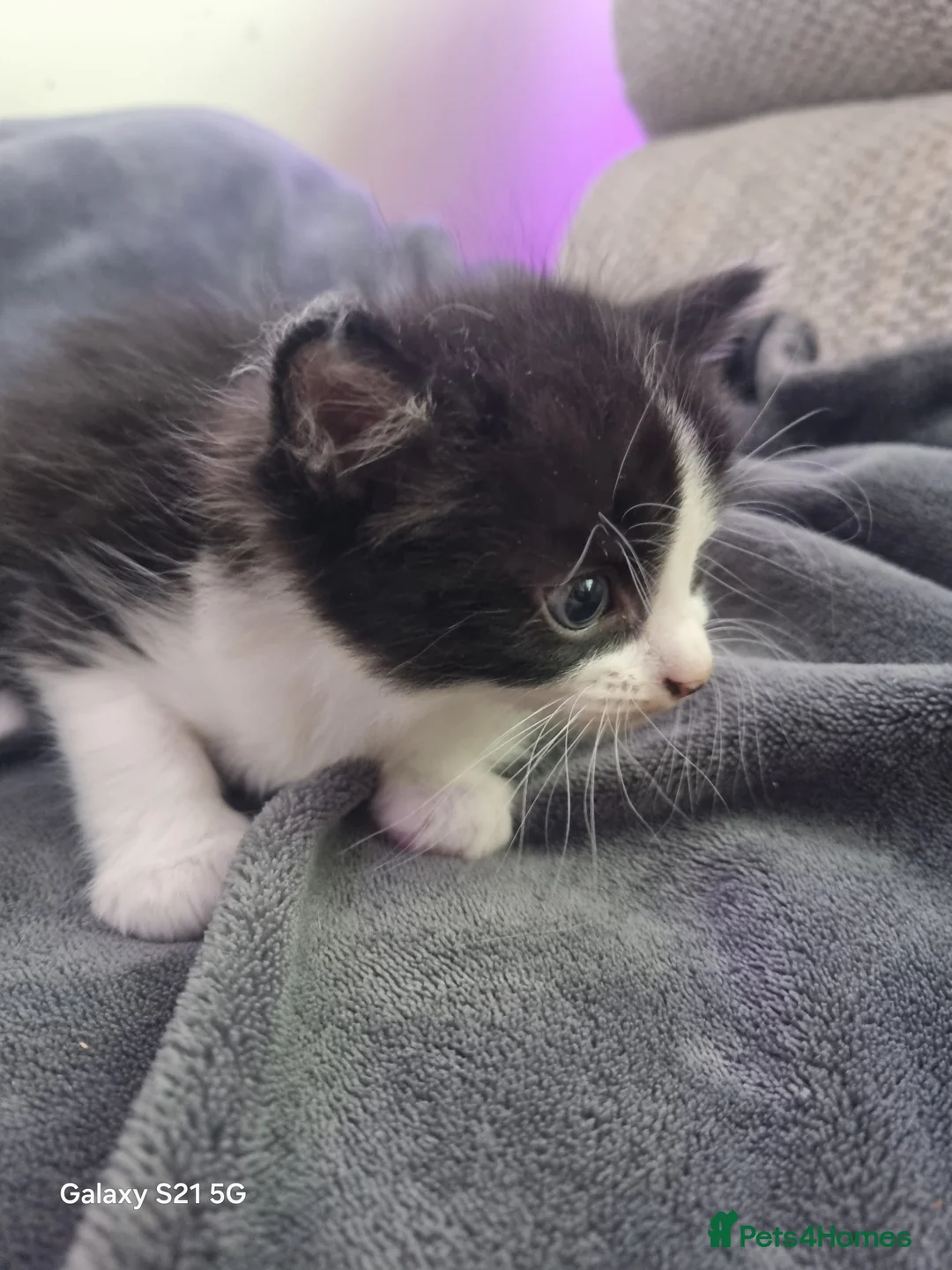 Mixed Breed cats for sale: long-haired kittens looking for a loving home - Advert 26