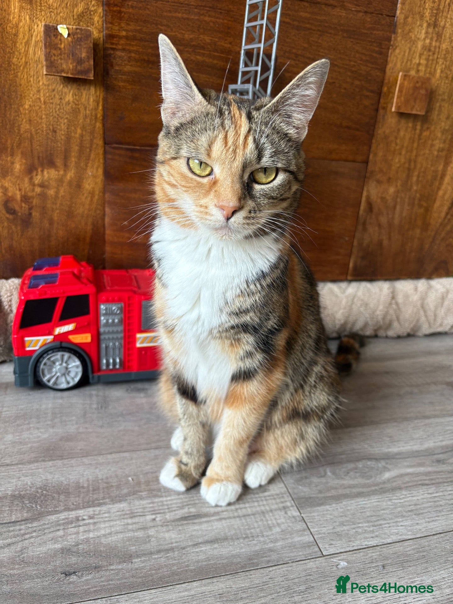 Mixed Breed cats 6 Absolutely Gorgeous Kittens!  - Advert 3