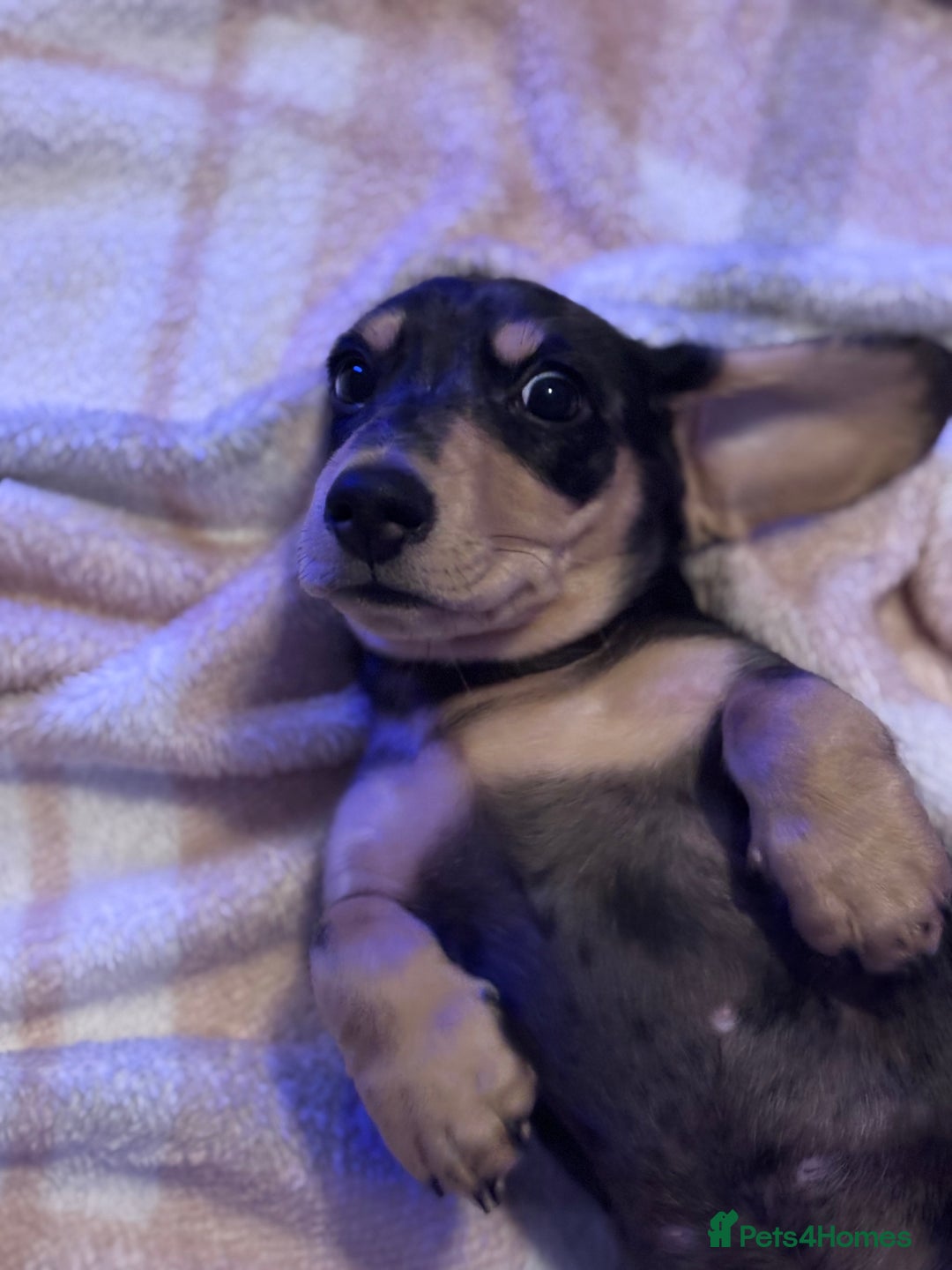 Miniature Dachshund dogs for sale: KC Registered Miniature dachshund  - Advert 6